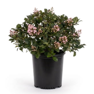 Southern Living Spring Sonata Indian Hawthorne Live Shrub in 2