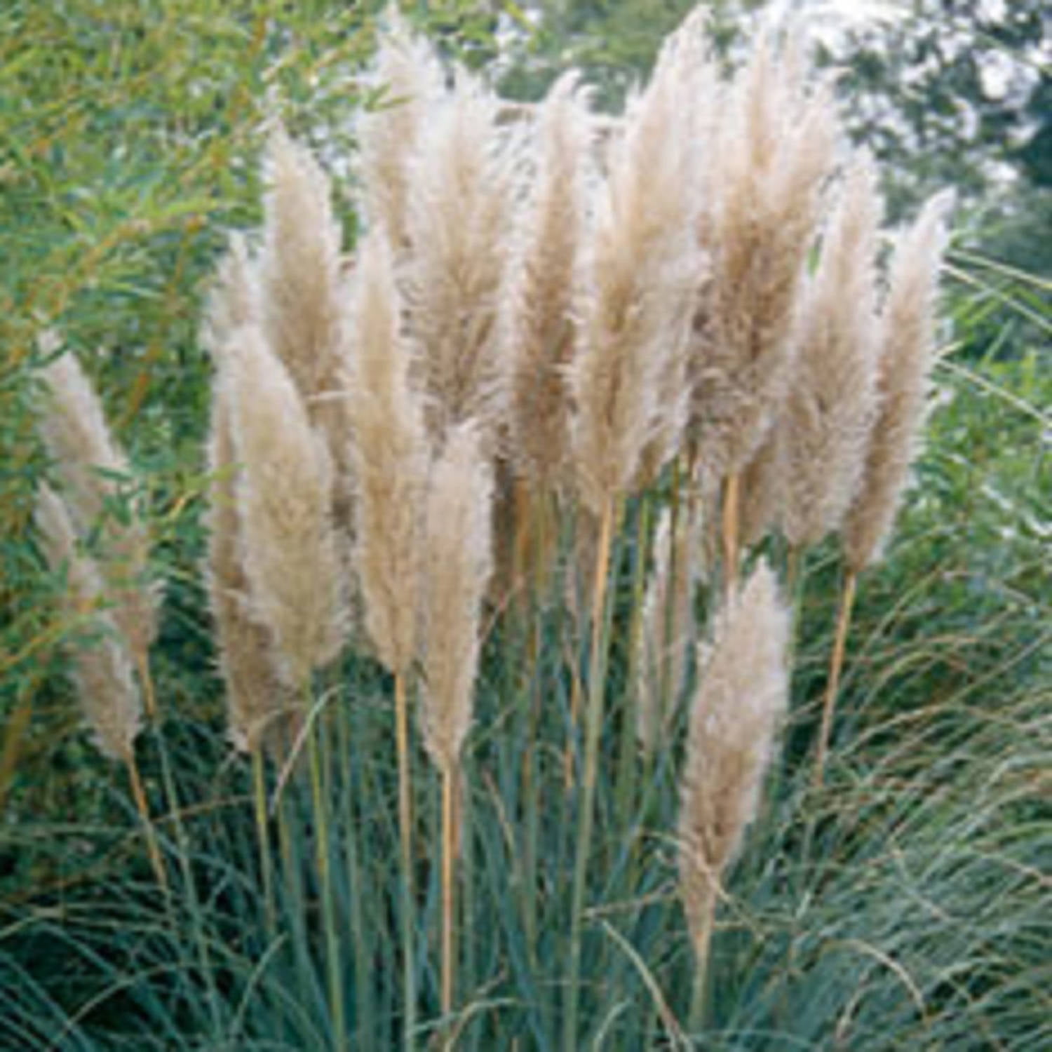 Pampas Grass (2.5 Quart) Tall Ornamental Perennial with White Plumes
