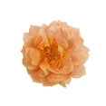 thumbnail image 2 of At Last® Rose, 2 of 8