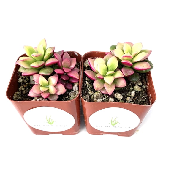 Anacampseros Sunrise Succulents Anacampseros Telephiastrum Variegata 2 Pack in 2" Pots