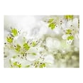 thumbnail image 3 of Tiptophomedecor Floral Wallpaper Wall Mural - Southern Princess, 3 of 4