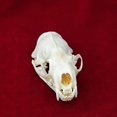 thumbnail image 4 of CLLOEAT de taxidermia con calavera de animal real, visón y gato, para educación, 4 of 6