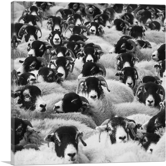 ARTCANVAS Sheep Home Decor Square Canvas Art Print - Size: 12" x 12" (0.75" Deep)