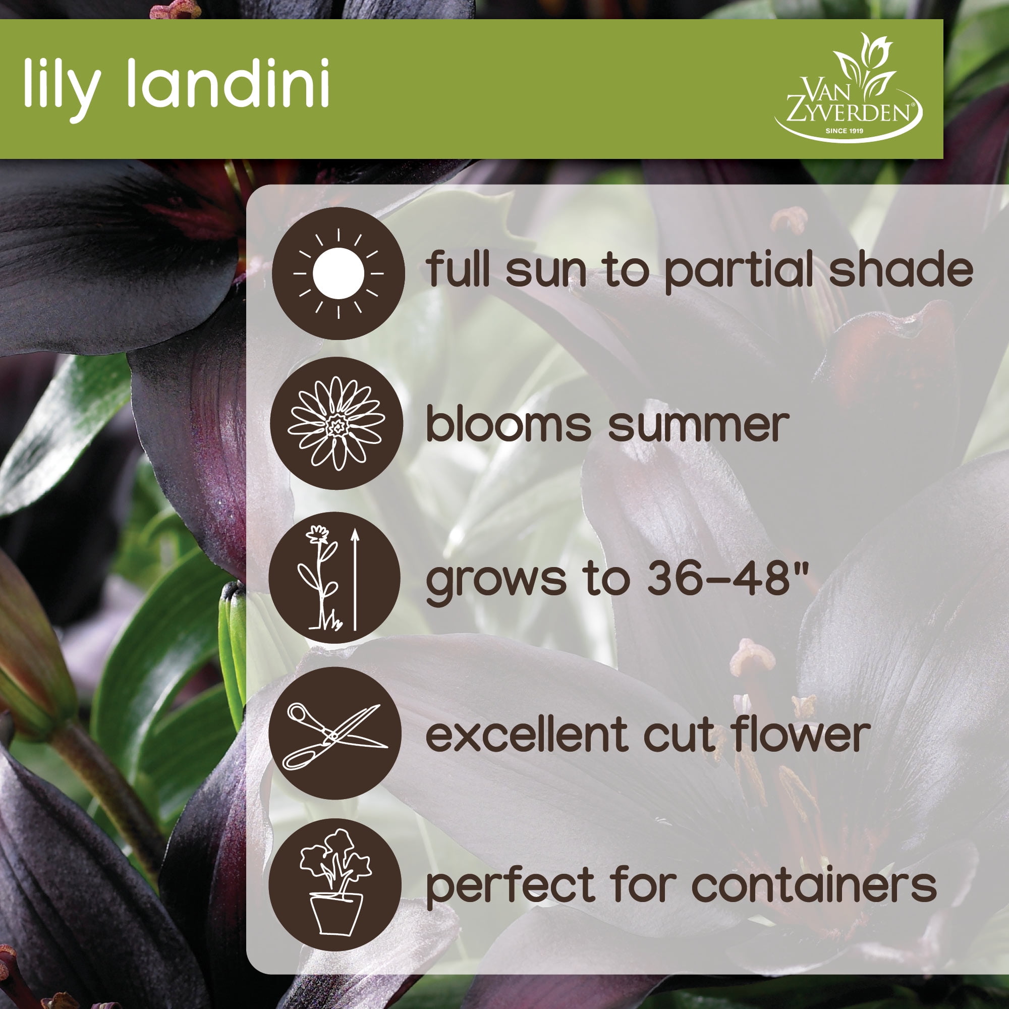 Lily Longfield Gardens Lily Collections, 40-count | Costco