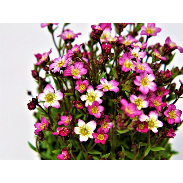 Better Homes & Gardens Saxifraga Touran Pink Live Plant 1QT