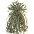 thumbnail image 3 of Beavertail Ghillie Grass Bundles, 3 of 4