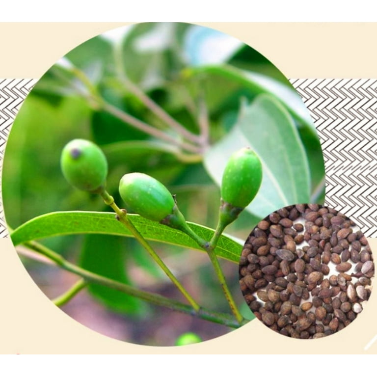 35 Cinnamon Tree Seeds Cinnamomum verum Fast Growing True Ceylon