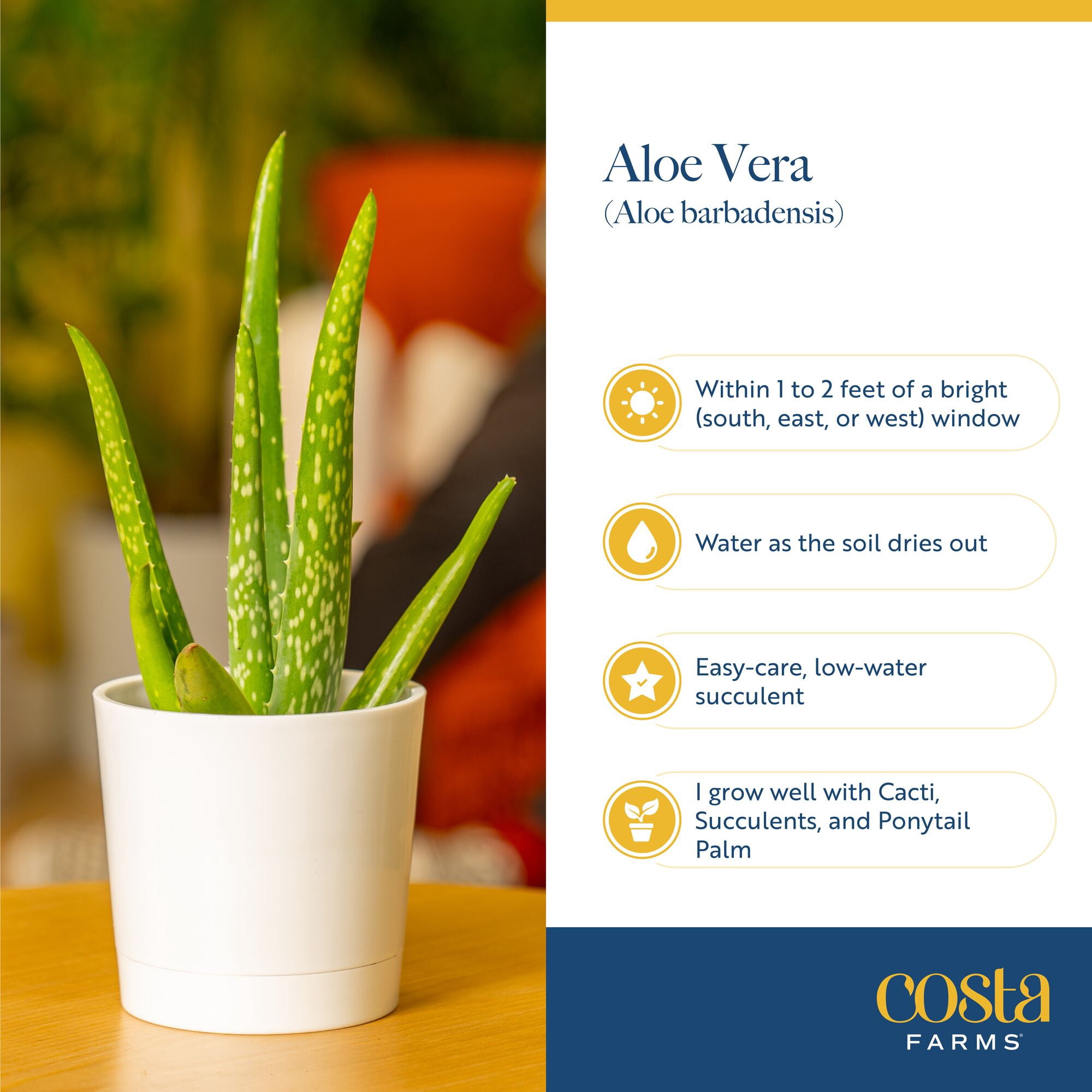 Costa Farms 7" Aloe Vera Plant Live House Plants in 4" Grower Pot