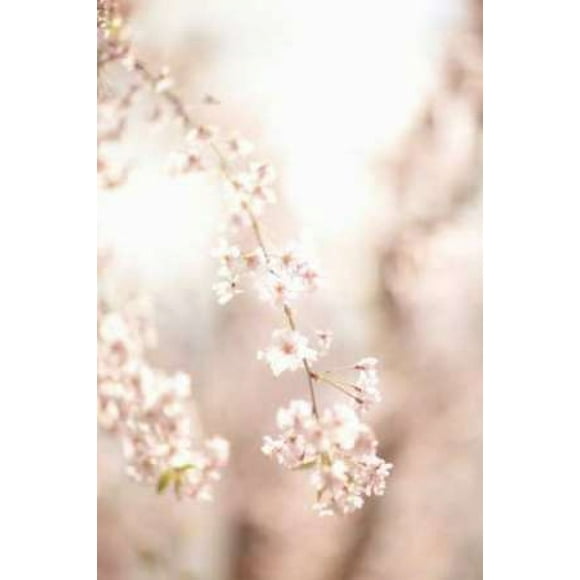 Soft Blooms III Poster Print by Karyn Millet (12 x 18)
