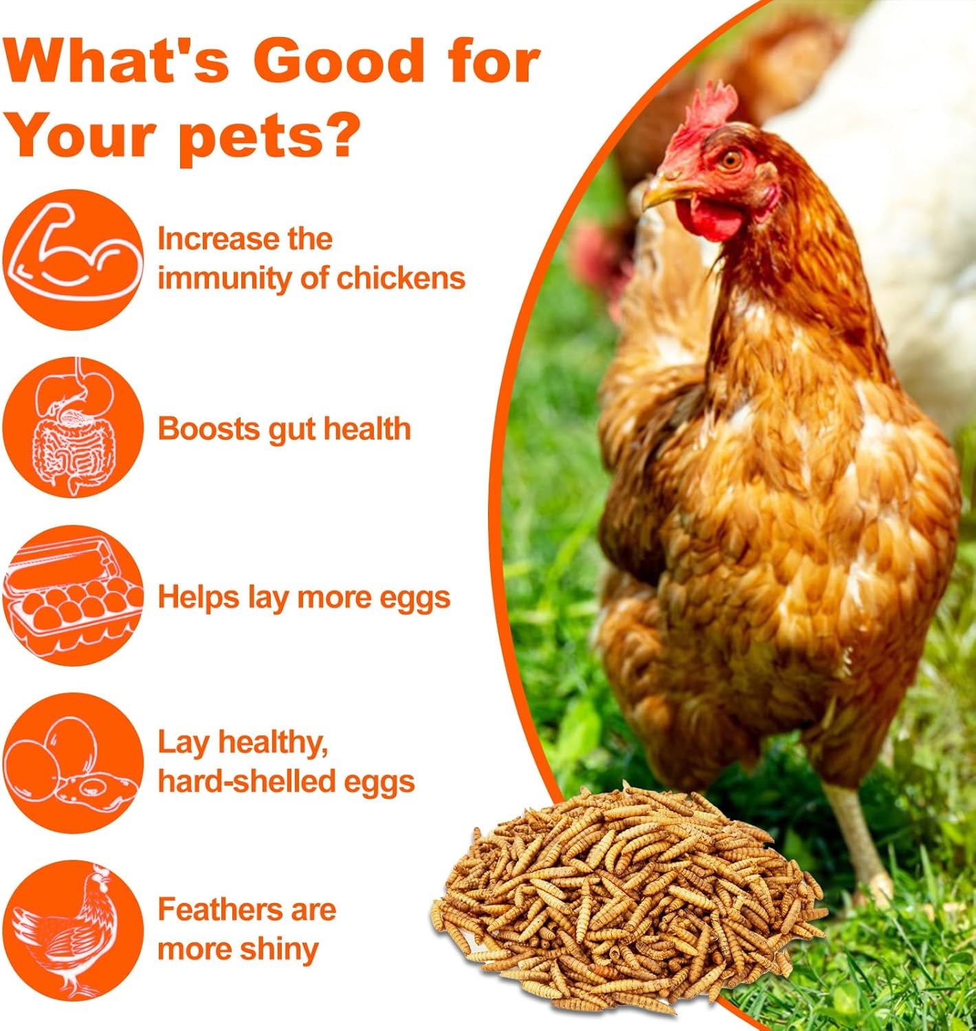 Soldat Noir Séché Larves de Mouches LB, Nourrir Poulet