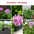 thumbnail image 6 of Live Citronella Geranium Plant, Fragrant Citronella Plant for Containers or Borders, 5–8 Inch Tall, 6 of 6