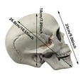 thumbnail image 3 of Realistic Human Skull Decor - Lifelike Skeleton Head for Halloween, Haunted House Displays & Gothic Home Decor, for Bars & Tabletop Displays, 3 of 7