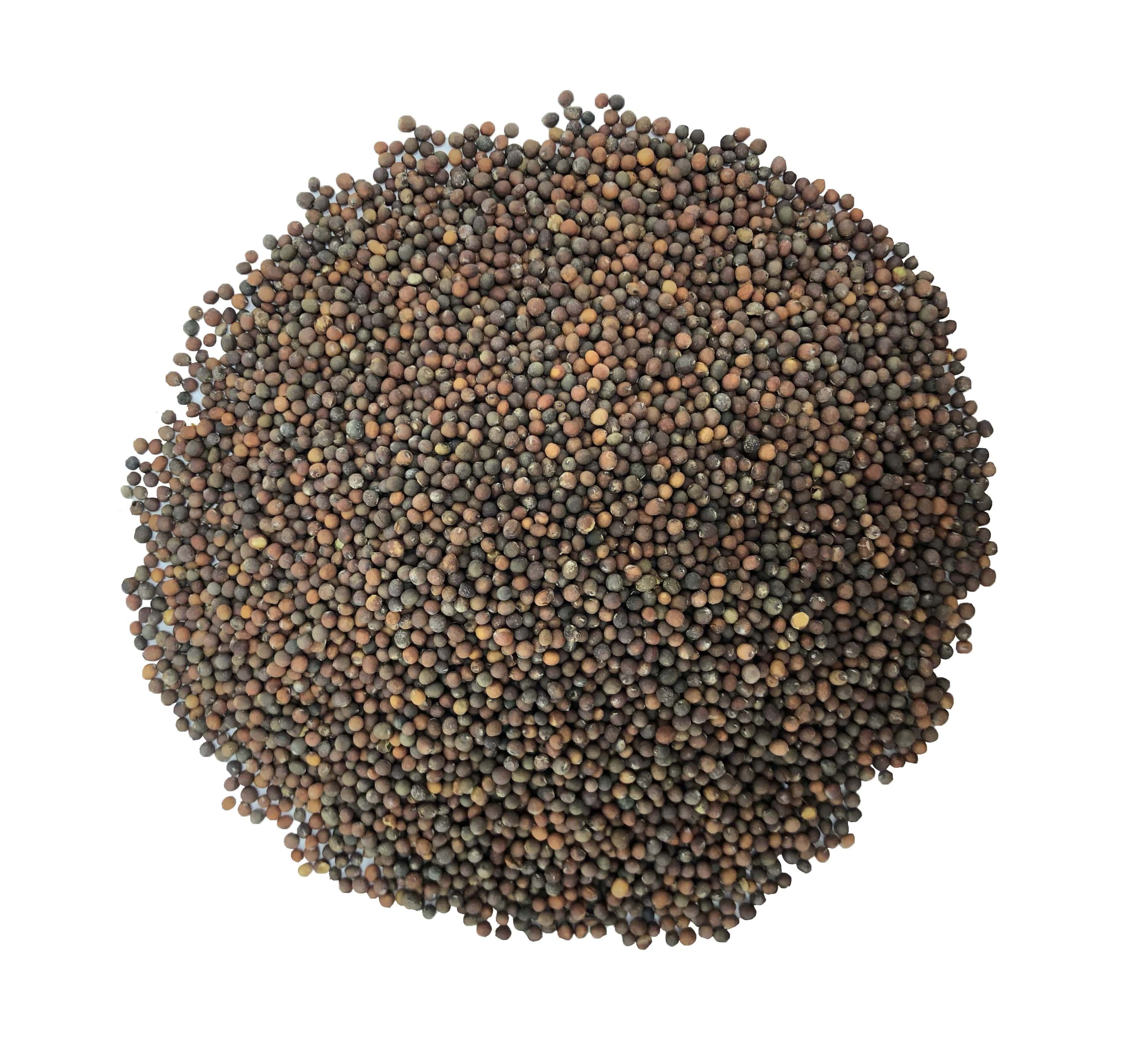 Kale Sprouting Seeds, 3 Pounds — Raw, Vegan, Kosher — by Food to Live