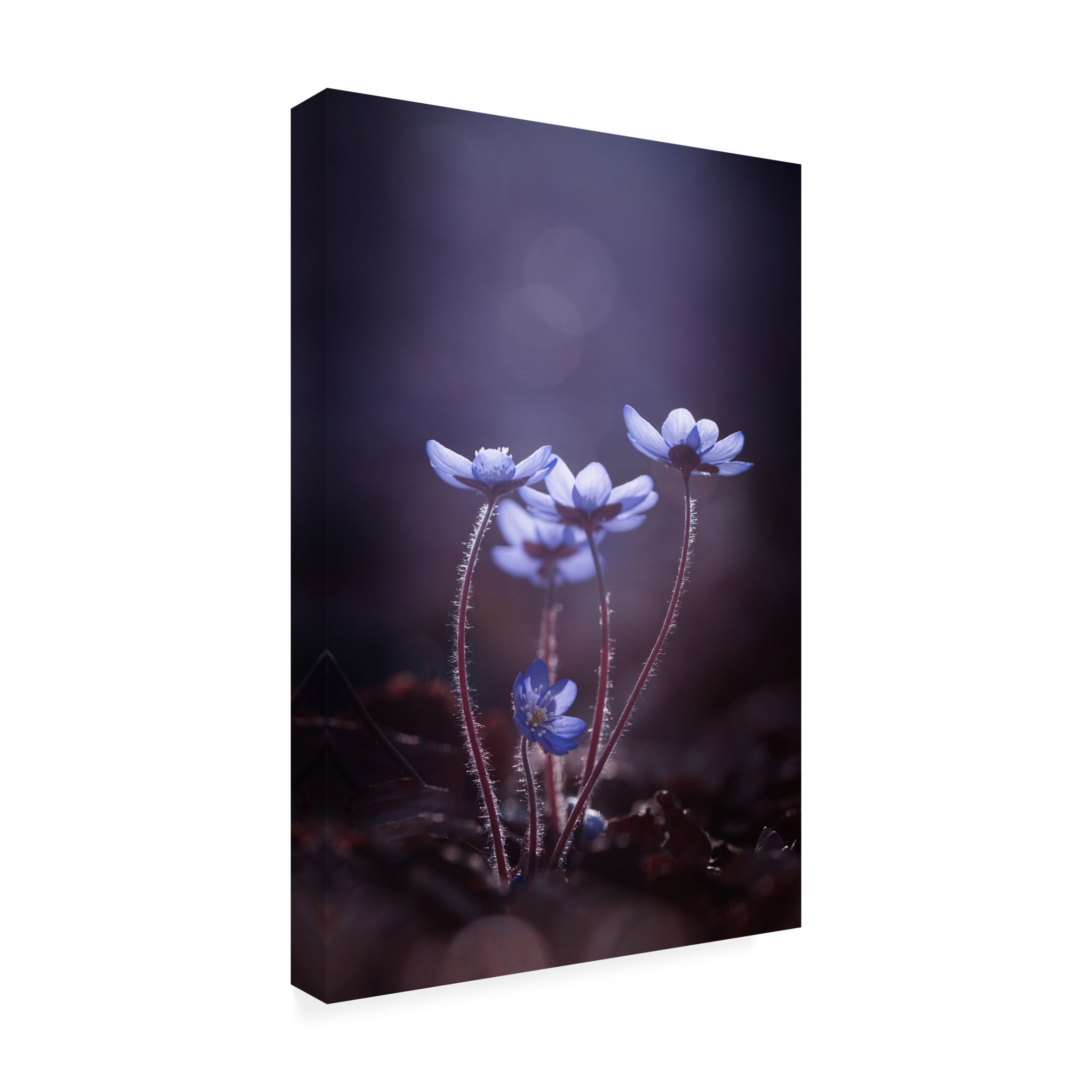 Canvas Wall Art - Petra Dvorak 'Some Light For Dark Days' Wall Art for Living Room, Bedroom, or Office Décor by Trademark Fine Art - 12 x 19 Inches