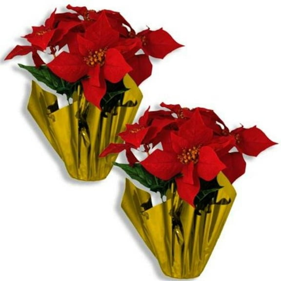 Queens of Christmas FL-POINSETTIA-5FL-2PK 12 in. Poinsettia in a Gold Foil Pot, Pack of 2
