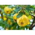 thumbnail image 2 of 20 Seeds COMMON CULINARY QUINCE Fruit Tree Cydonia Oblonga Flowering Shrubb, 2 of 11