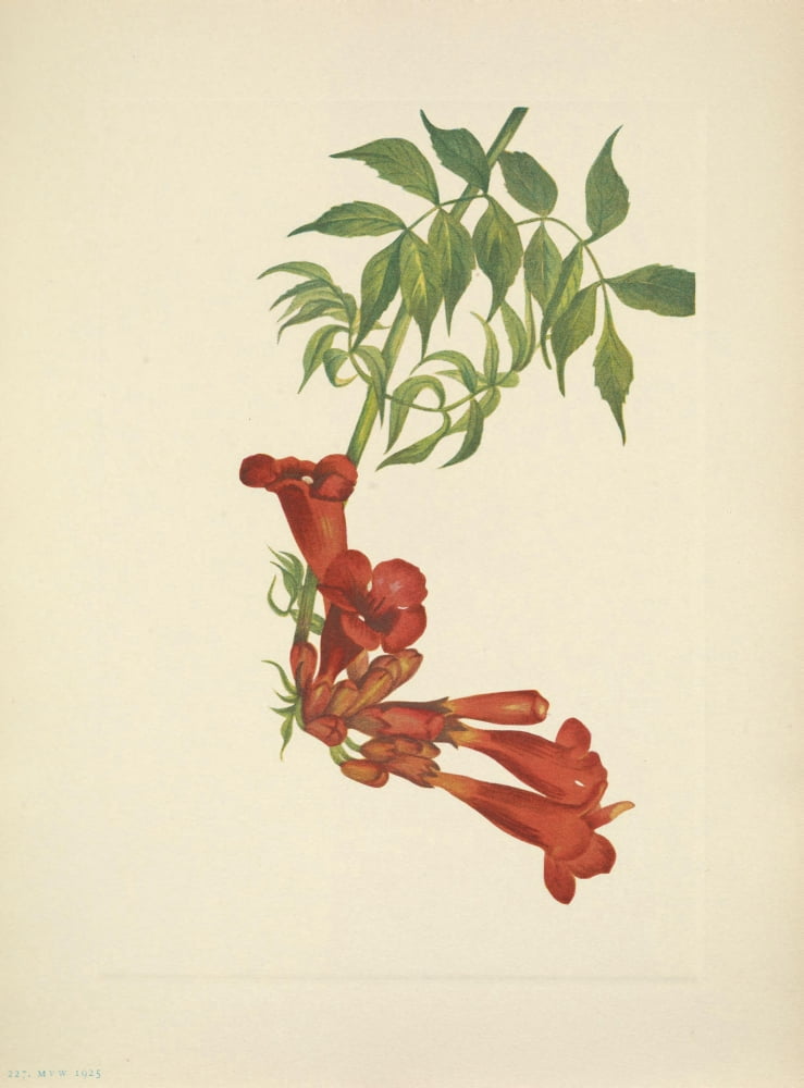 N American Wild Flo