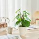 thumbnail image 5 of Artificial Potted Plants Realistic Simulation Green Plants Indoor Home Desk Bookshelf Decor Faux Greenery Decorative Houseplants for Living Room Office, 5 of 6