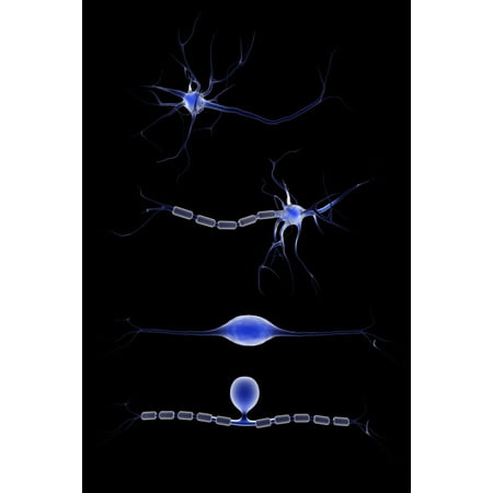 Conceptual image of a neuron Poster Print