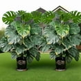 thumbnail image 3 of 2pcs large indoor artificial plants Monstera, suitable for home office living room decoration, very suitable for Valentine's Day, Father's Day, Mother's Day, graduation season, 3 of 14