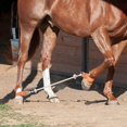 thumbnail image 4 of Martin Saddlery Hobbles de Côté, 4 of 4