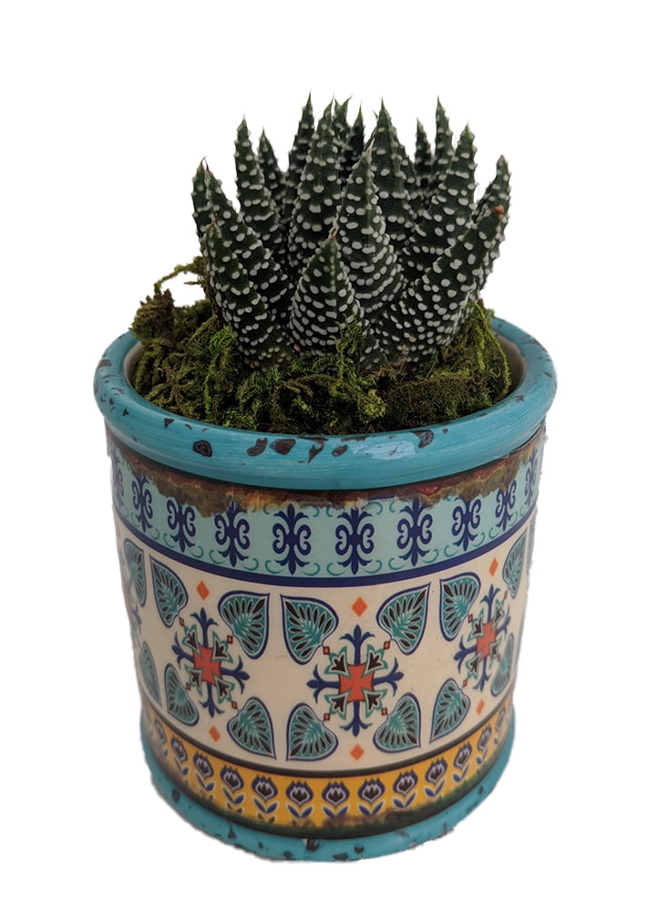 Eclectic Rosette Planter + Live Succulent Plant Blue