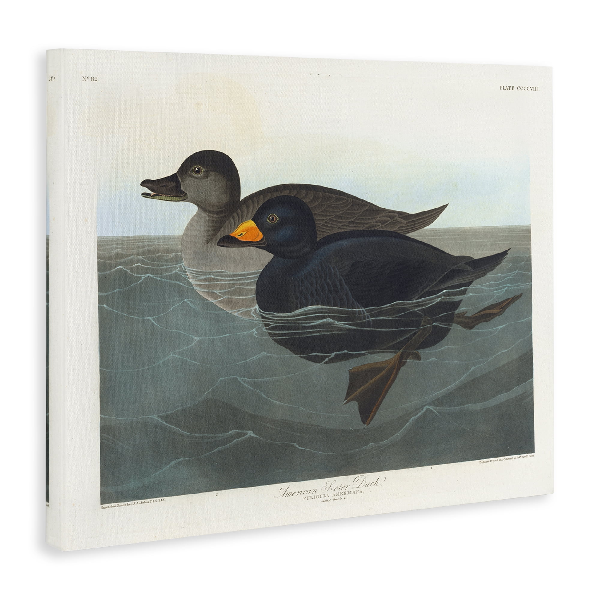 Stupell Industries Classic American Scoter Duck Animals Painting Wrapped Canvas Art Print Wall Art, 40 x 30