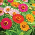 Burpee Forecast Mixed Colors Zinnia Flower Seed, 1Pack