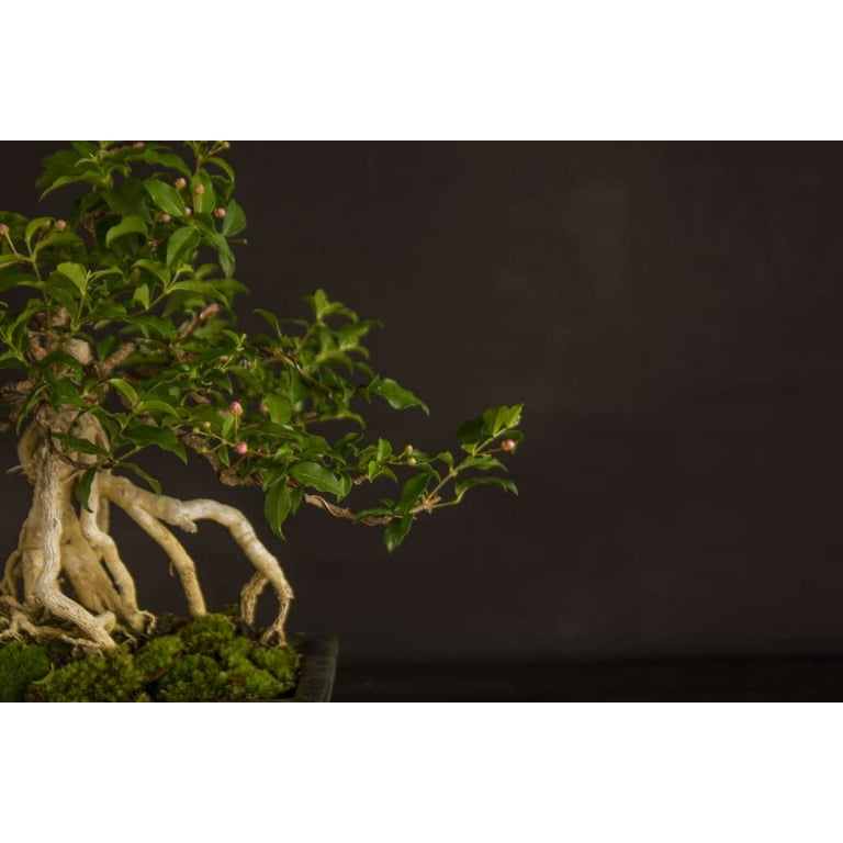 house plant umbrella plant 6in-14in Schefflera Amate 'Umbrella Tree'  Paraso Plant Studio