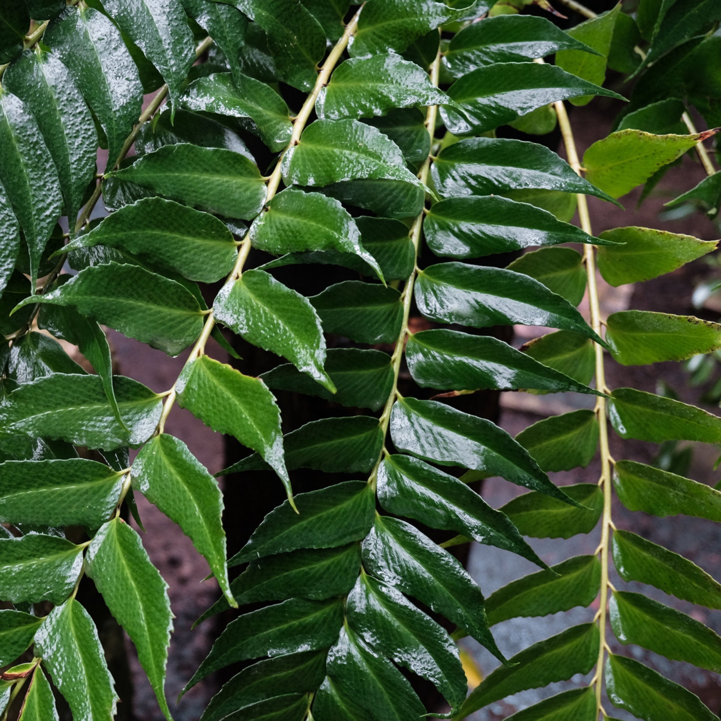 National Plant Network 1 gal. Holly Fern
