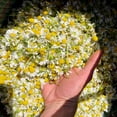 thumbnail image 2 of Plant Good Seed Organic German Chamomile Seeds: Fragrant Annual Tea Flower Herb - 1,000 Seed Packet, 2 of 5