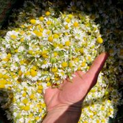 Plant Good Seed Organic German Chamomile Seeds: Fragrant Annual Tea Flower Herb - 1,000 Seed Packet
