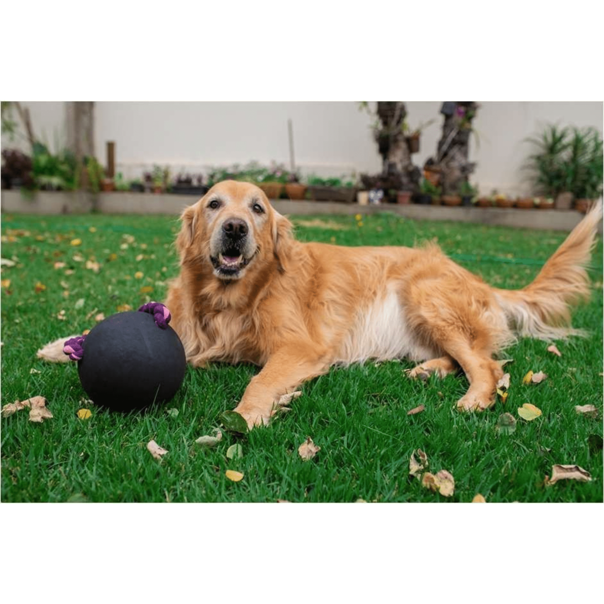 Hevea Pet Natural Rubber Non Toxic EcoTough XL Duraplay Tug Dog Toy