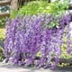 thumbnail image 4 of 12 Unids Artificial Wisteria Vine Ratta Colgante Guirnalda Flores De Seda 110 Cm Simulación Wisteria Ramo Para Fiesta En Casa Decoración De La Boda Muyoka Hogar, 4 of 7