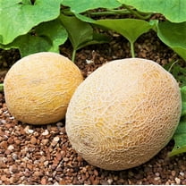 TomorrowSeeds - Honey Rock Cantaloupe Seeds - 150  Count - For 2025 Planting Cucumis Melo Orange