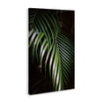 thumbnail image 3 of Stupell Industries Palm Leaves Weaving Together Canvas Wall Art, design by Jade Sharp Photo, 30 x 20, 3 of 7