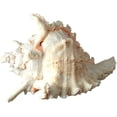 thumbnail image 3 of Murex Ramosus Shell Real Murex Sea Shell Large 7-9" Large Sea Shells for Decorating Jumbo Seashell, 3 of 5