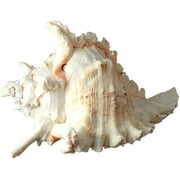 Murex Ramosus Shell Real Murex Sea Shell Large 7-9 Large Sea Shells for Decorating Jumbo Seashell