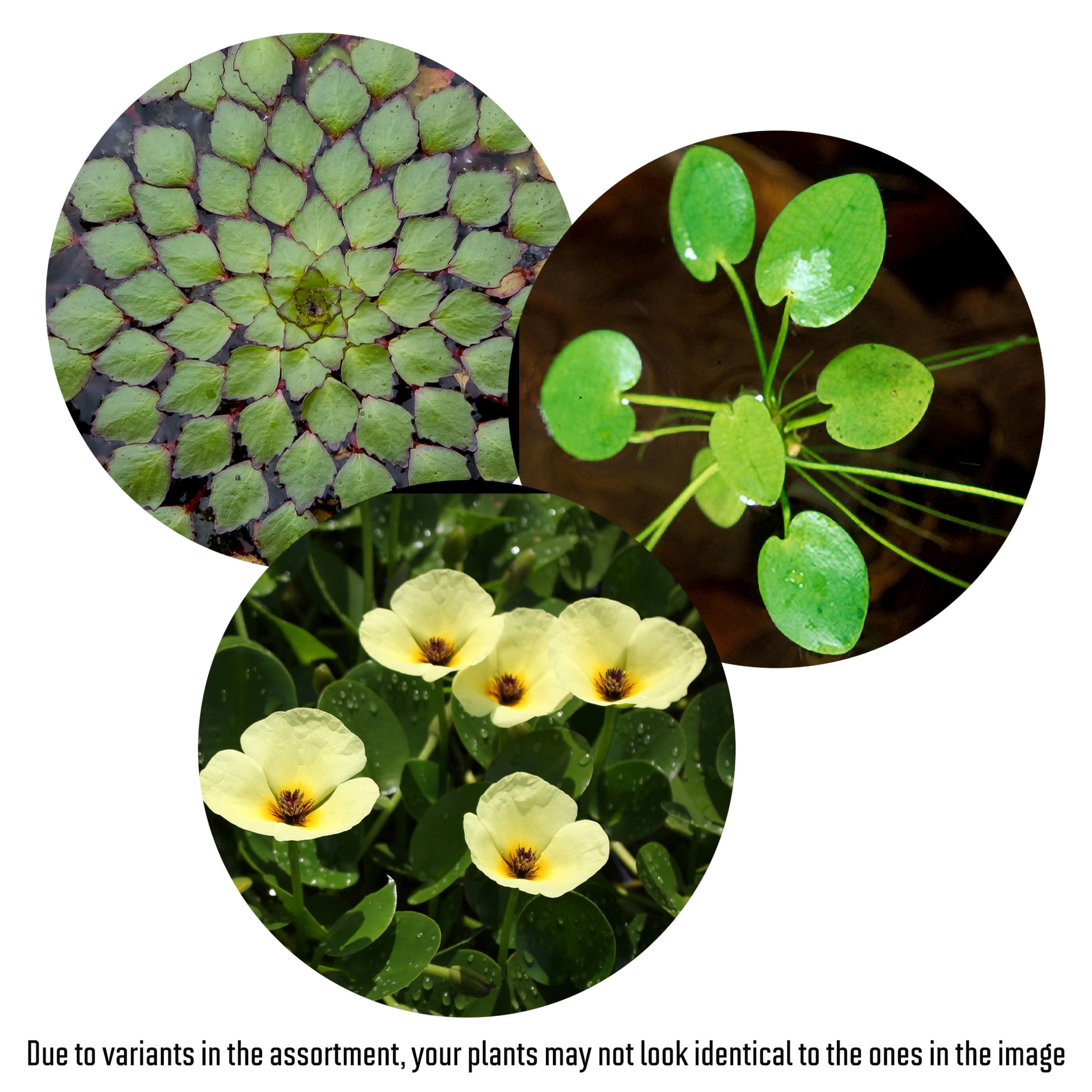 AquaMeadow Floating Pond Plant Bundle