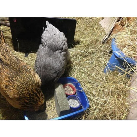 Cozy Coop Chicken Coop Heater 200 Watt Safe Radiant Space Heater