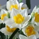 thumbnail image 3 of Con vídeo 1 ramo de Narciso blanco ramo de Narciso falso planta de interior simulada ramo de plástico de Narciso en maceta de 60cm tela de seda + plástico ANGGREK  Otros, 3 of 8