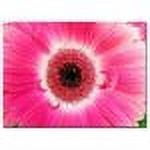 Trademark Art "Pink Gerber" Canvas Art