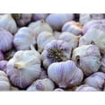 thumbnail image 6 of Country Creek Acres Garlic Plant Bulbs (2 Lb Count), Fresh Siberian, 6 of 6