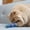 Blue, variant on Infused Kitty Lollipop Toy for Playful Cats Interactive Dispenser and Teaser Wand with Feathers