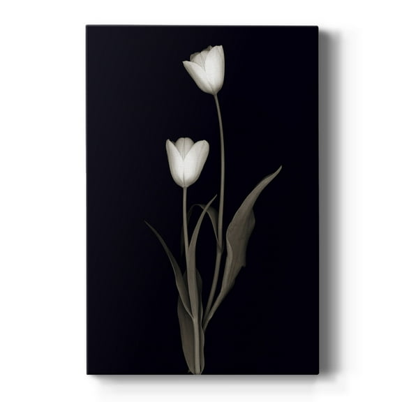 Tulip Pose II Premium Gallery Wrapped Canvas - Ready to Hang