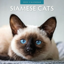 【福袋セール】 2018 Kitty Your up Dress 16 Includes Calendar Month Pets&AnimalCare