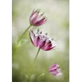 thumbnail image 2 of Disher, Mandy 18x24 Black Ornate Wood Framed with Double Matting Museum Art Print Titled - Astrantia, 2 of 4