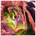 thumbnail image 2 of Everwilde Farms - 1 oz Organic Rouge de Hiver Romaine Lettuce Seeds - Gold Vault Bulk Seed Packet, 2 of 3