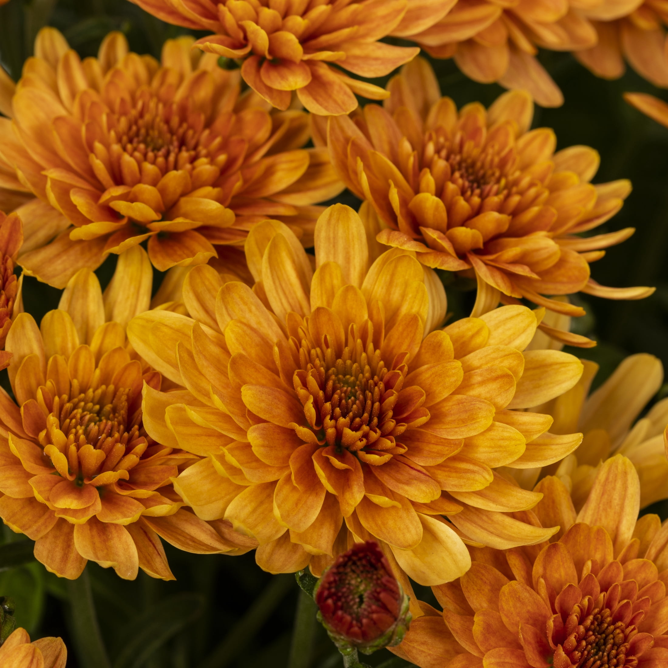 Better Homes & Gardens 2.5G Orange Garden Mum Live Plant in Woven Bushel Basket