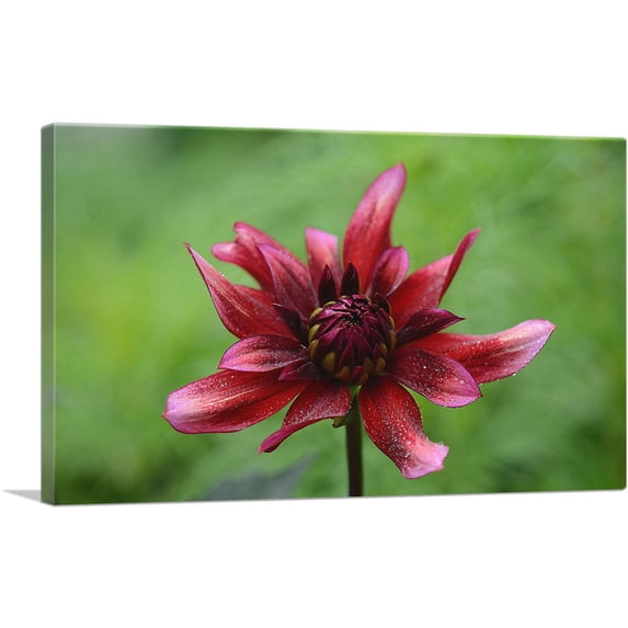 ARTCANVAS Wild Red Flower Home decor Canvas Art Print - Size: 18" x 12" (1.50" Deep)
